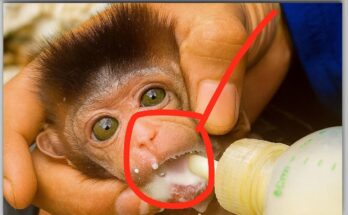 “Little monkey drinking milk from a bottle in a forest.”