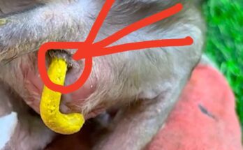 A baby monkey being carefully fed, illustrating the importance of natural feeding to protect its sensitive stomach.