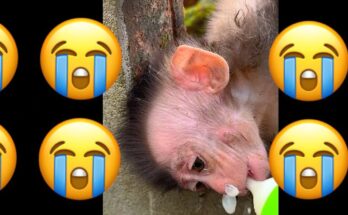 “Wild monkey resting in its natural habitat, surrounded by forest plants and greenery.”