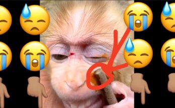 Injured baby monkey receiving first aid care after a fall or accident in the wild