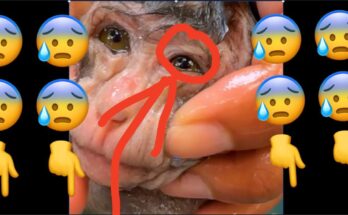 A baby monkey expressing fear while being bathed by its caregiver