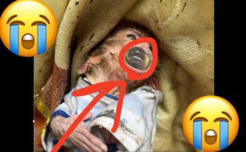 Baby monkey with a large piece of fruit stuck in its mouth, struggling to breathe