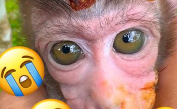 “Baby monkey being rescued in the forest with head injury”