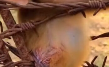 A small baby monkey with an injured limb caused by a thorn, receiving gentle first-aid treatment from a caretaker.