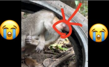 Baby monkey stuck in a car wheel during a rescue attempt by the community