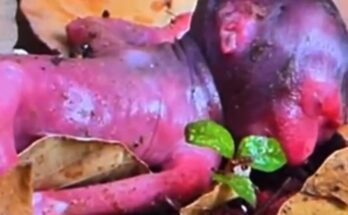 A distressed pregnant monkey resting on a tree branch, showing signs of weakness and possible miscarriage.