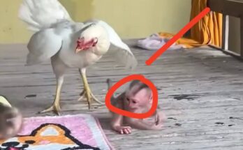 A baby monkey offering food to a curious chicken in a playful outdoor setting.