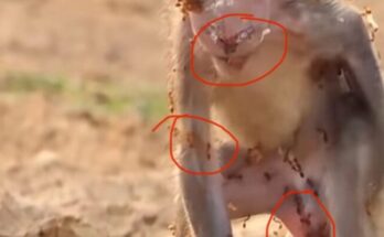 A small injured monkey lying weak on the ground after being attacked by a wild animal, with villagers trying to check the situation.