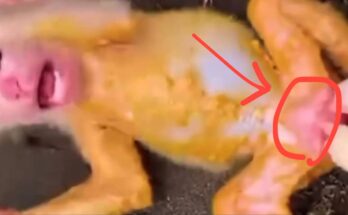 “Baby monkey lying injured on the ground after being attacked by a chicken, showing visible wounds and weakness.”