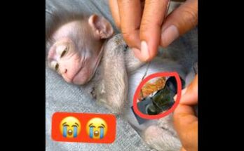 “A wildlife expert caring for a baby monkey using a natural approach combined with scientific methods.”