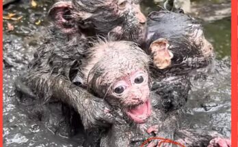 “3-month-old baby monkey drinking milk formula and eating soft fruits under gentle human care.”