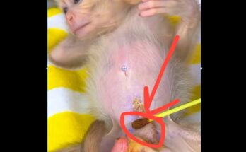 Caregiver gently cleaning the external genital area of a baby monkey using safe and hygienic methods Meta Description This article explains the importance of proper genital hygiene for baby monkeys, offering safe, gentle care practices to prevent infection, inflammation, and disease while supporting overall health and development.