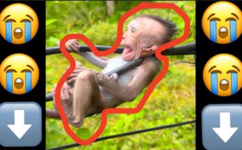 Baby monkey scared, trapped on a cable above the ground